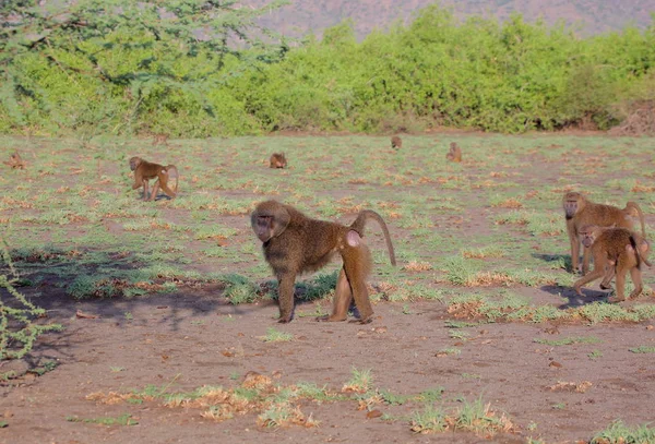 Πίθηκοι στην αφρικανική σαβάνα — Φωτογραφία Αρχείου