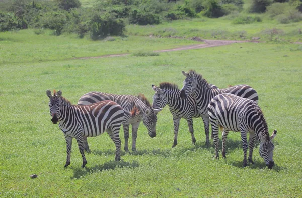 Zebras in der afrikanischen Savanne — Stockfoto