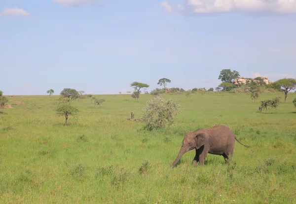 Young elephant in african savannah — Stock Photo, Image