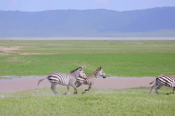 Zebras em savana africana — Fotografia de Stock