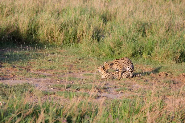 Сервальная кошка (Felis serval) отдыхает — стоковое фото