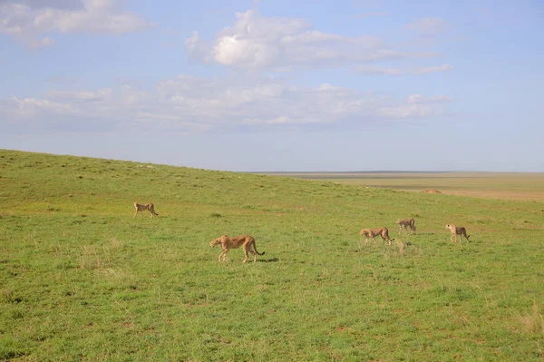 非洲大草原的猎豹 — 图库照片