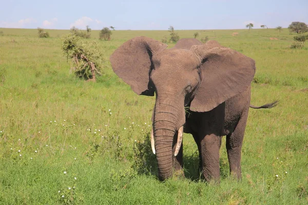 Jeune éléphant mangeant de l'herbe — Photo