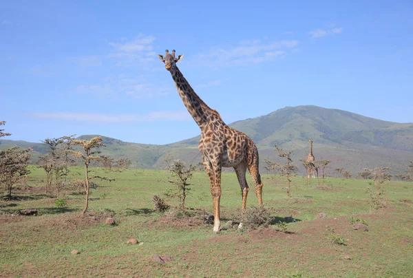 Gruppen av unga giraffer — Stockfoto