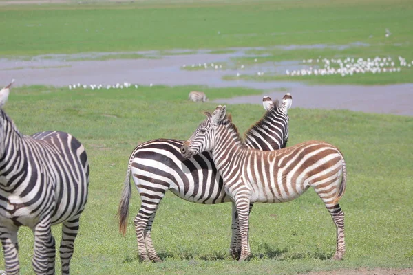 Zebras in der afrikanischen Savanne — Stockfoto