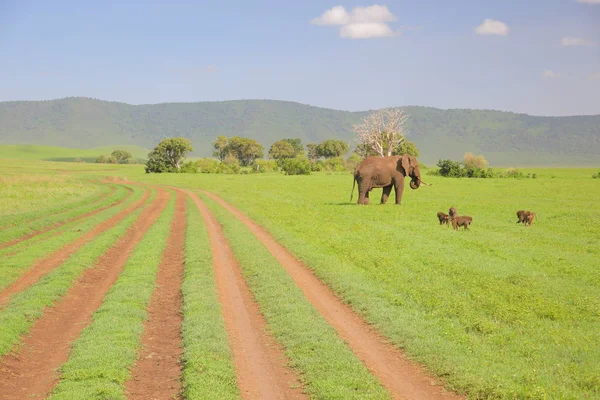 Junger Elefant in afrikanischer Savanne — Stockfoto