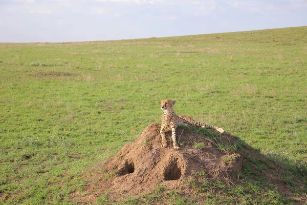 Young cheetah sitting on hill — 스톡 사진