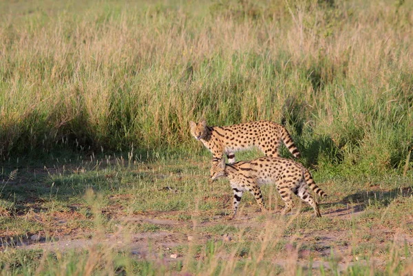Сервальные кошки (Felis serval) в траве — стоковое фото