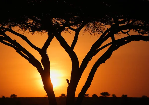 Paesaggio nella savana africana — Foto Stock