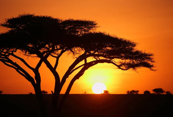 Landscape in african savannah — Stock Photo, Image