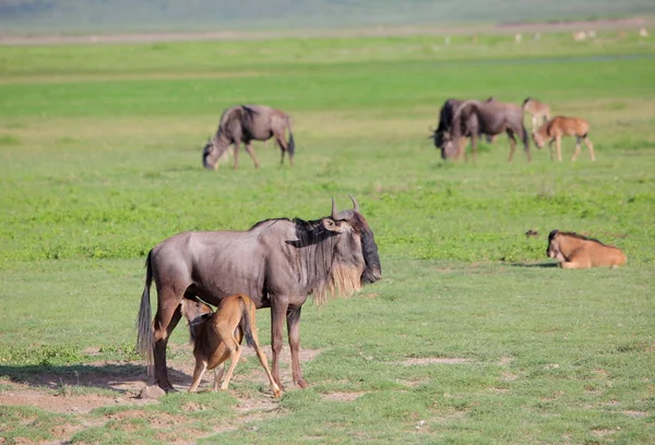아프리카 사바나에 황소 — 스톡 사진