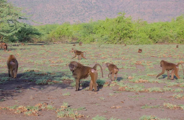 在非洲大草原的猴子 — 图库照片