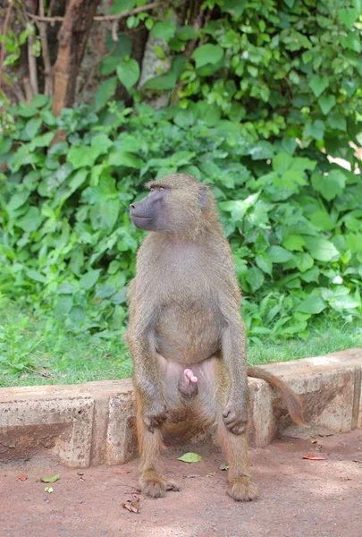 Az afrikai szavanna majom — Stock Fotó