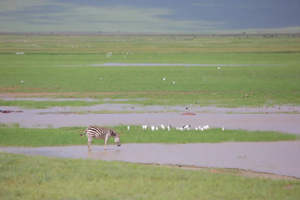 Cebra en el paisaje en la sabana africana —  Fotos de Stock