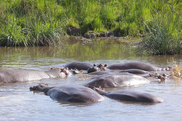 Hippopotamu em savana africana — Fotografia de Stock