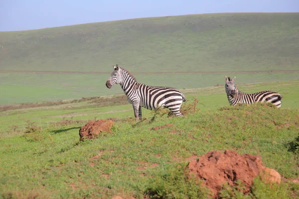 Zebry w afrykańskiej sawanny — Zdjęcie stockowe
