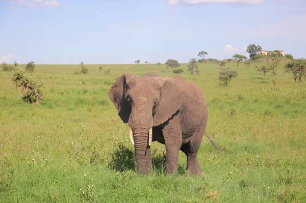 Junger Elefant frisst Gras — Stockfoto