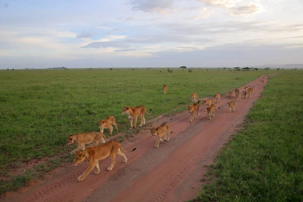 Trots van leeuwen lopen in de Afrikaanse savanne — Stockfoto