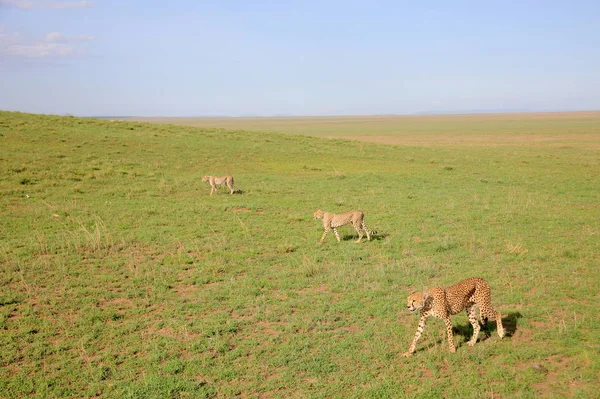 Young Cheetahs hunting — 图库照片