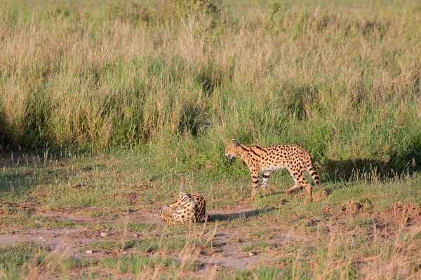 Сервальная кошка (Felis serval) отдыхает — стоковое фото