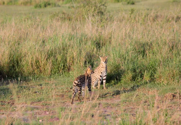 Играют сервальные кошки (Felis serval) — стоковое фото