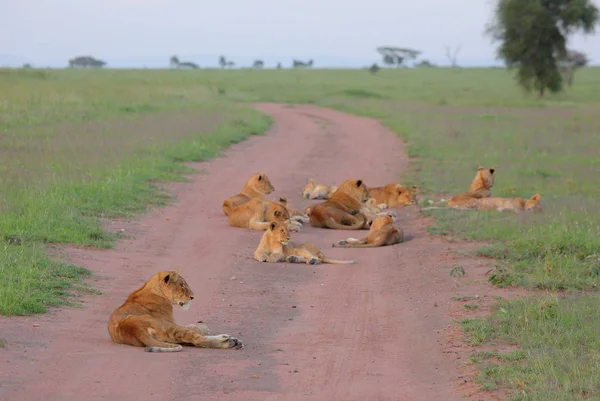 Groep van wilde leeuwen — Stockfoto