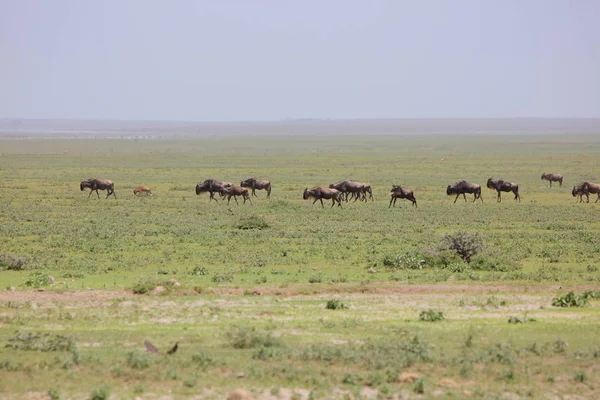 Bufali selvatici nella savana africana — Foto Stock
