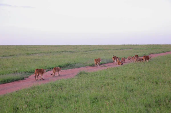 Afrika Savannah aslanlar