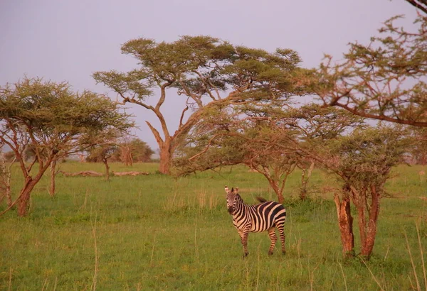 Зебры в африканской саванне — стоковое фото