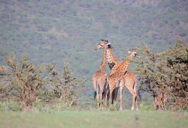 Groupe de jeunes Girafes — Photo