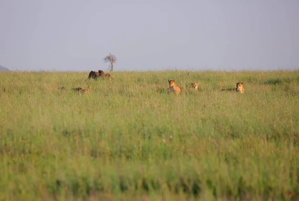 Otların arasında oturan aslanlar — Stok fotoğraf