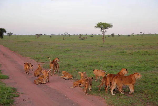 Afrika Savannah aslan gurur