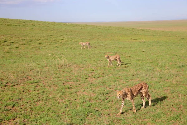 非洲大草原的猎豹群 — 图库照片
