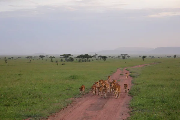 Leoni nella savana africana — Foto Stock