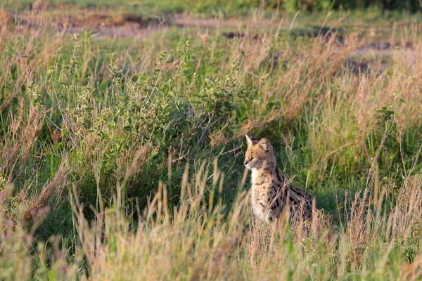Сервальная кошка сидит в траве — стоковое фото