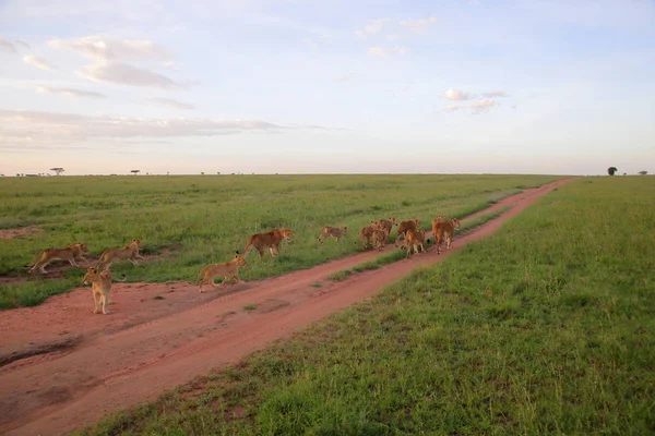 Leoni nella savana africana — Foto Stock
