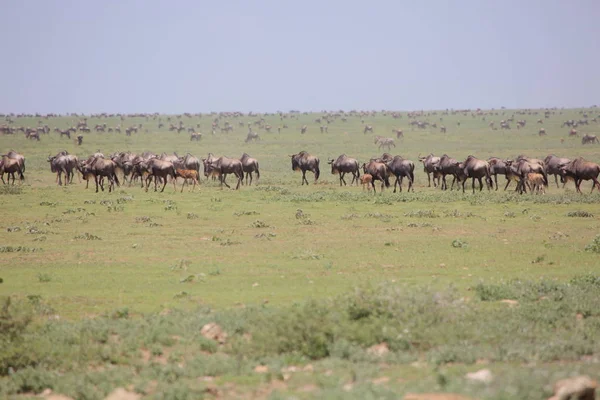 Buffles sauvages dans la savane africaine — Photo