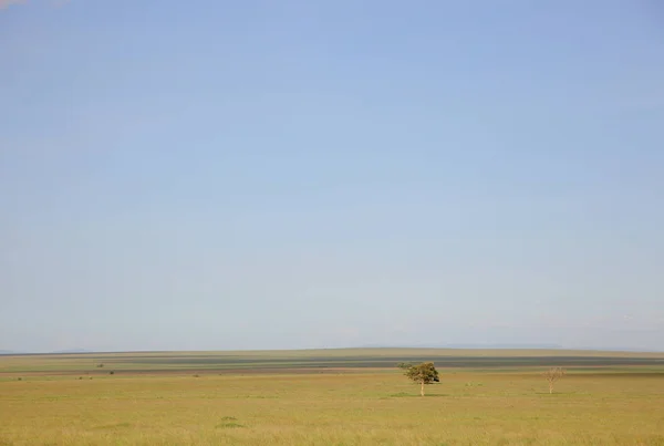 Afrika savana manzara — Stok fotoğraf