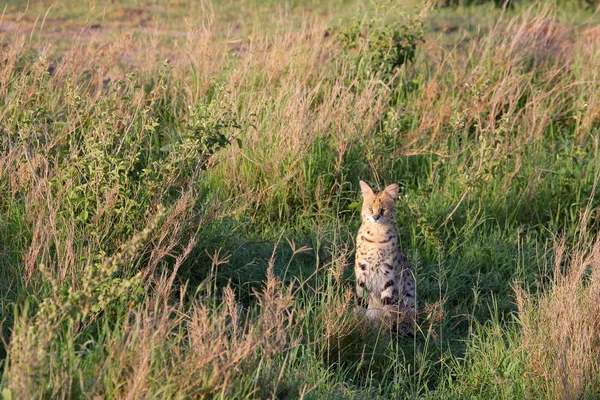 Сервальная кошка в естественной среде — стоковое фото