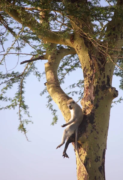 Мавпа сидить на дереві — стокове фото