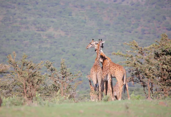 Жирафы в африканской саванне — стоковое фото