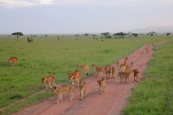 Adorable orgullo de los jóvenes Leones —  Fotos de Stock