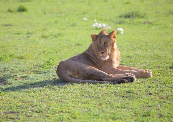 Löwe im Ngorongoro-Kraterpark — Stockfoto