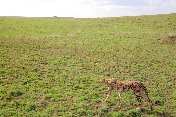 Гепард в африканской Саванне — стоковое фото