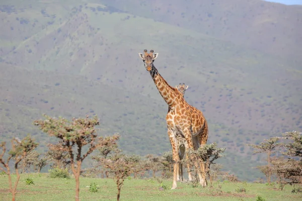 Grupa młodych żyraf — Zdjęcie stockowe