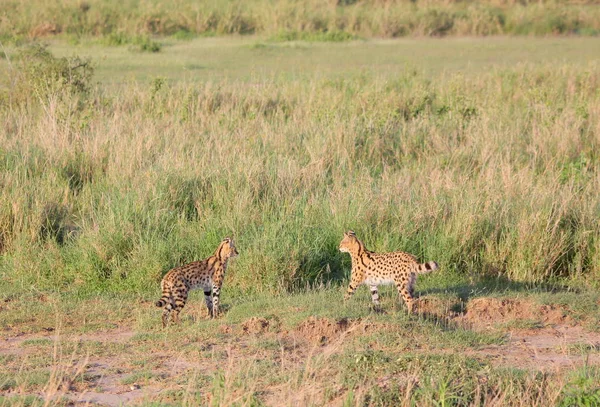Играют сервальные кошки (Felis serval) — стоковое фото