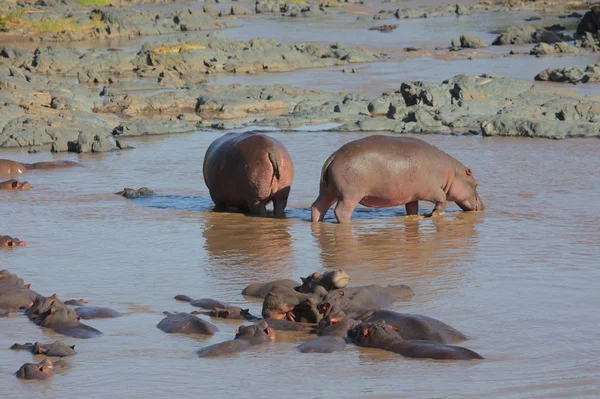 Hippos relaxant dans la rivière — Photo