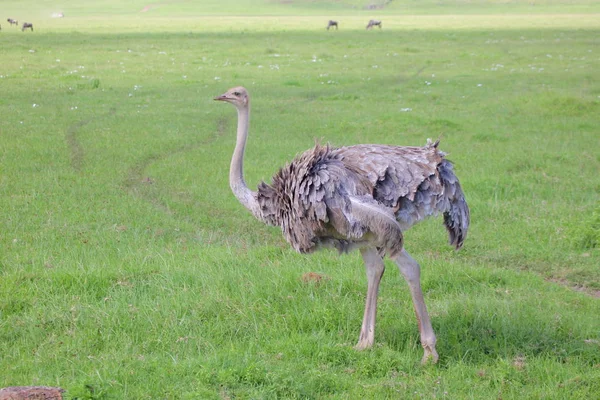 Avestruz en la sabana africana —  Fotos de Stock