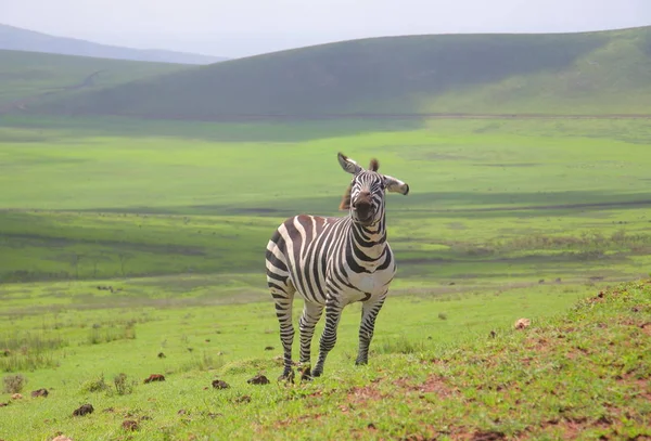 Зебра в Ланде в африканской саванне — стоковое фото