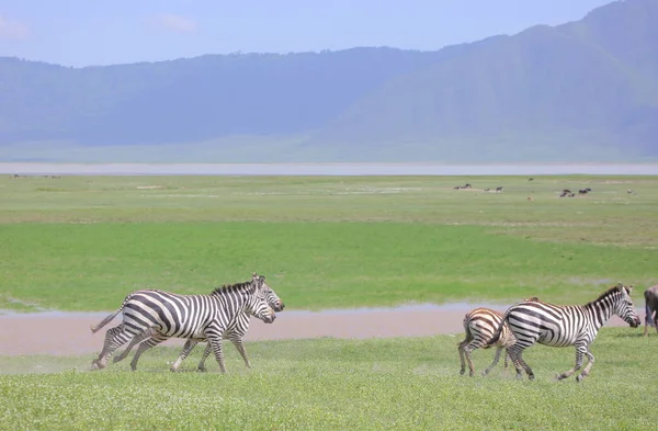 Zebre nella savana africana — Foto Stock